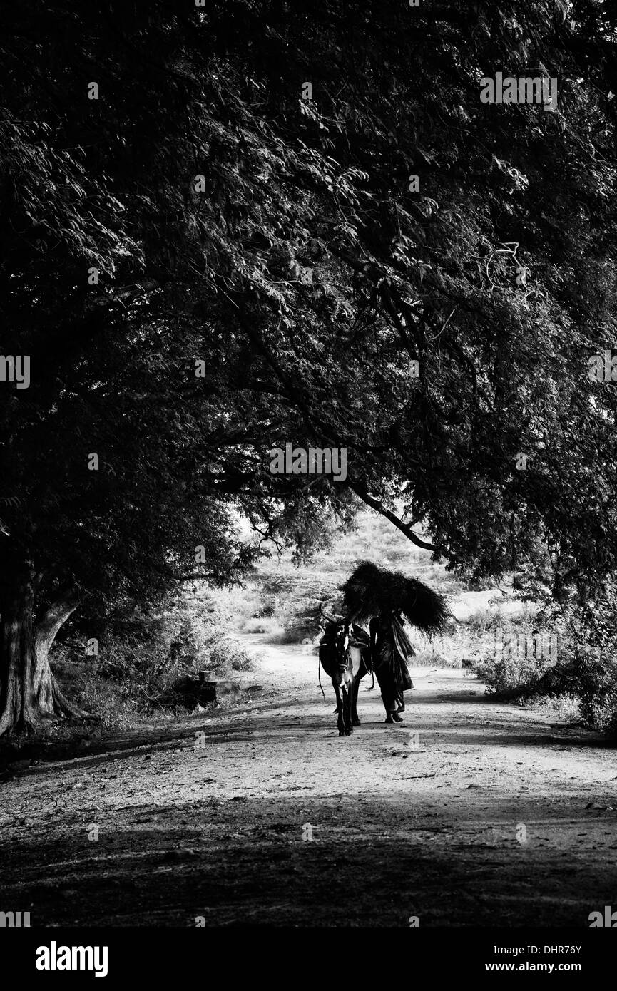 Indische Dorf Frau mit Schnittgut auf dem Kopf mit Kühen in der indischen Landschaft. Andhra Pradesh, Indien. Monochrom Stockfoto