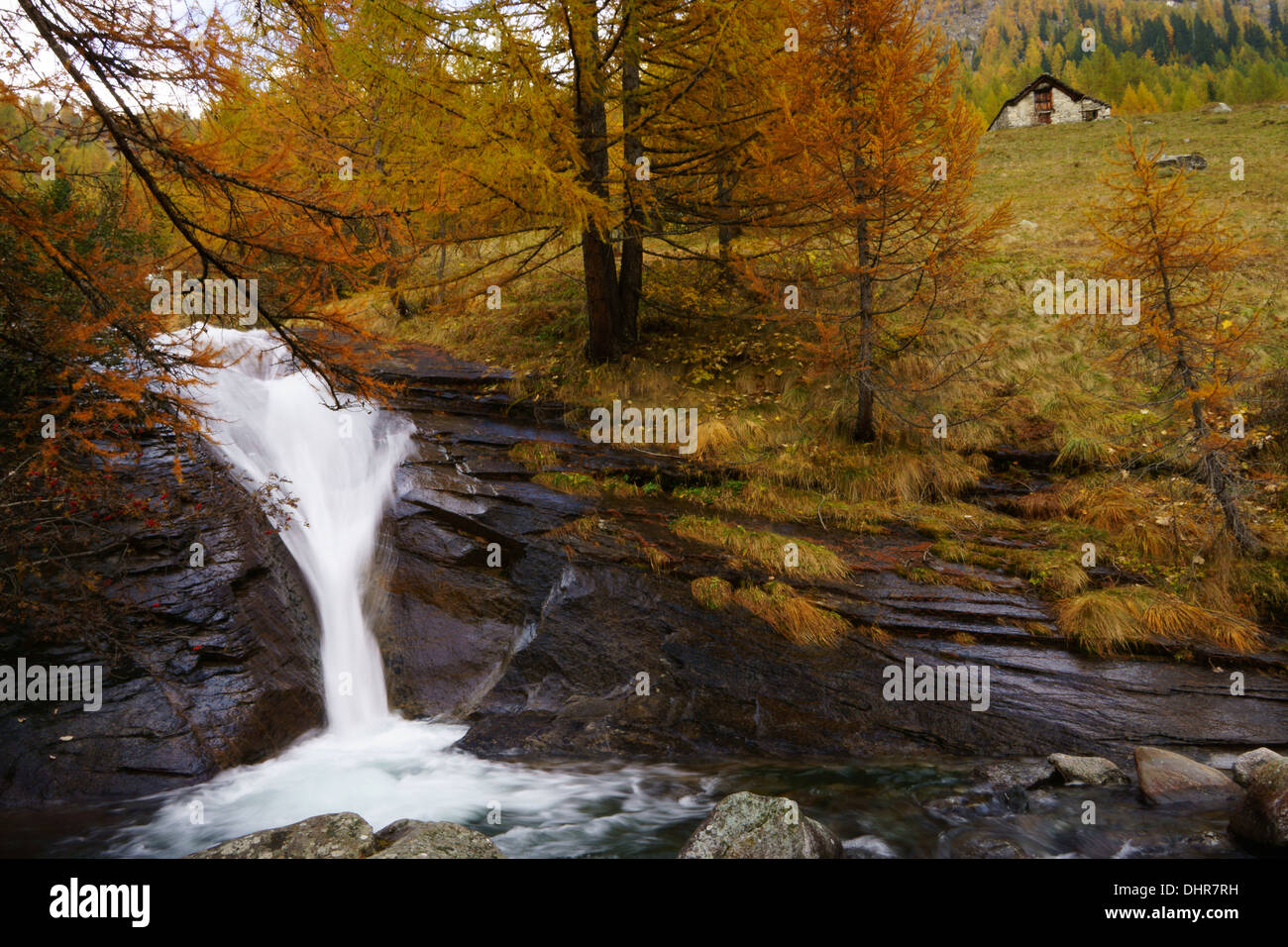 Wasserfall und Herbst farbige Lärche Baum, Bosco Gurin, Tessin, Schweiz Stockfoto