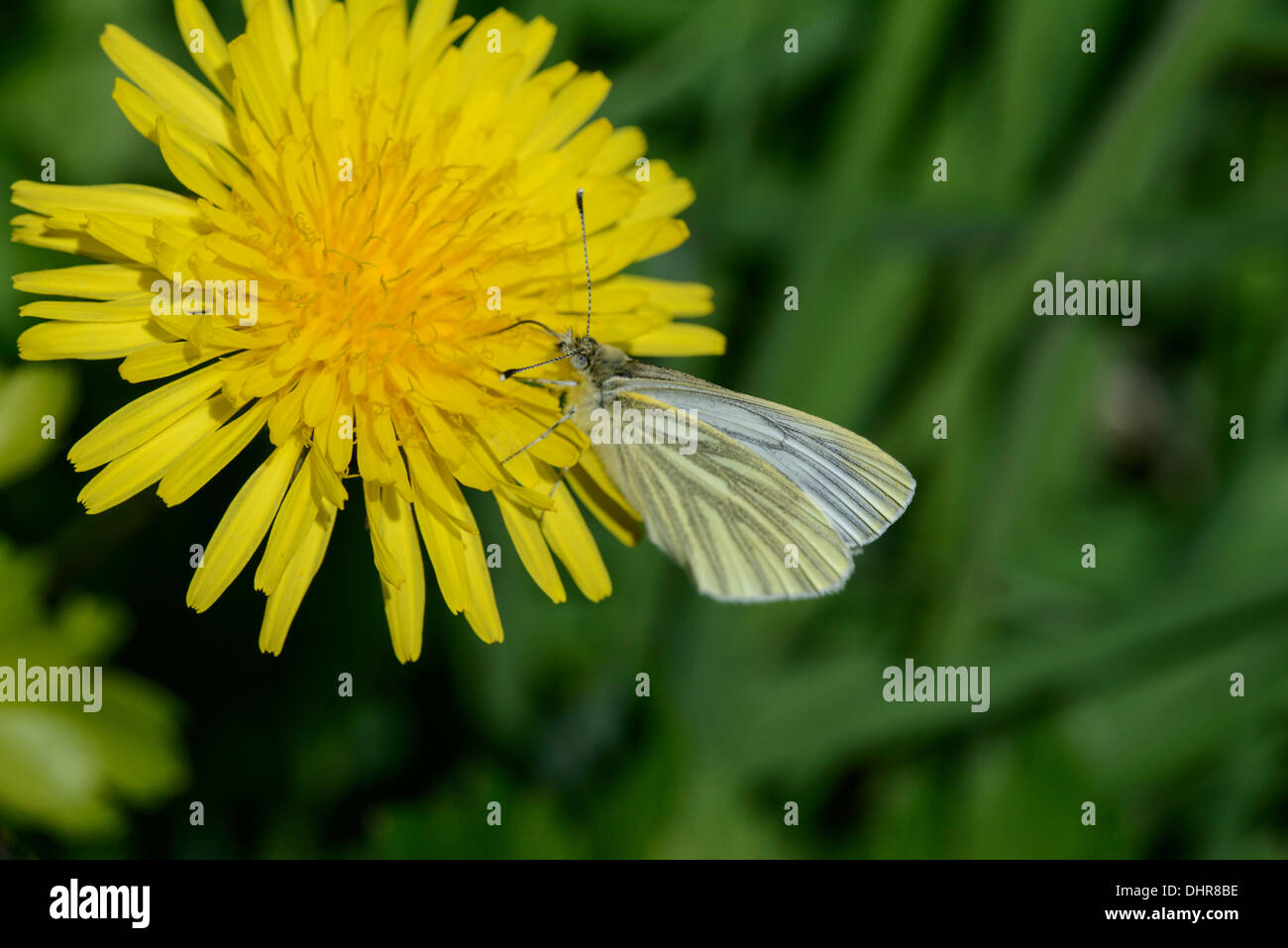 Grün-veined weiß Schmetterling (Pieris Napi) auf Blume Löwenzahn Stockfoto