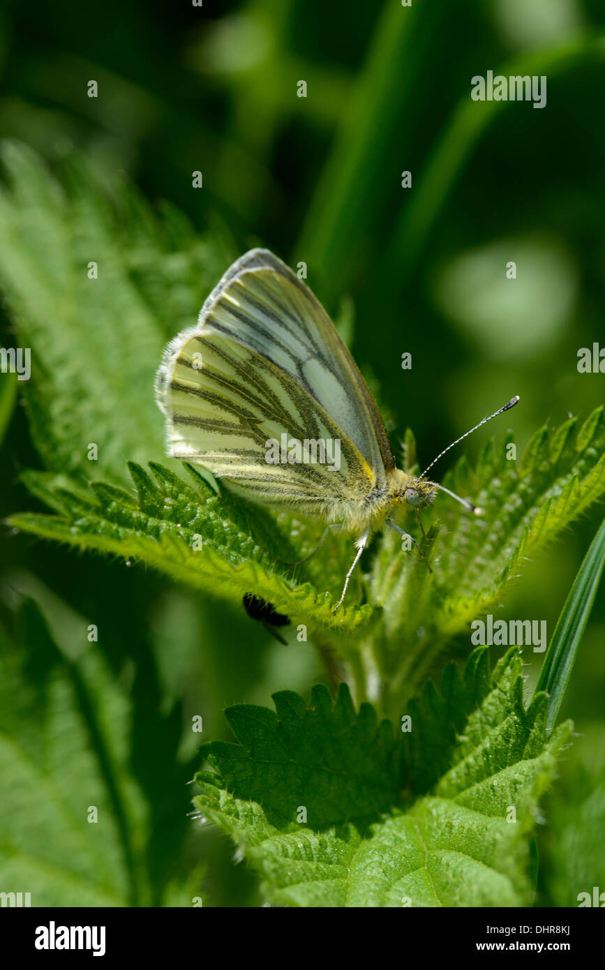 Grün-veined weiß Schmetterling (Pieris Napi) auf Nesselblatt Stockfoto