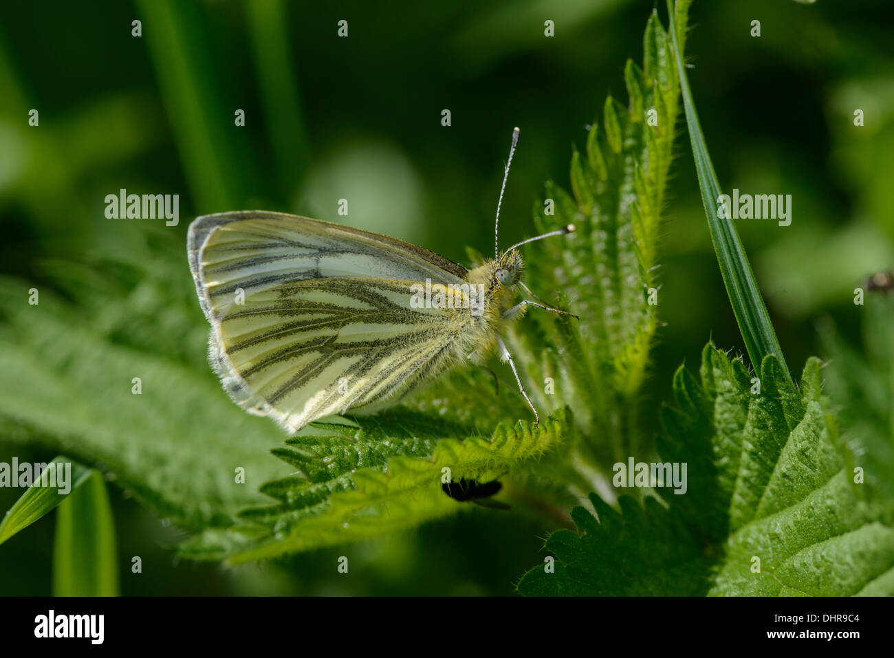 Grün-veined weiß Schmetterling (Pieris Napi) auf Nesselblatt Stockfoto