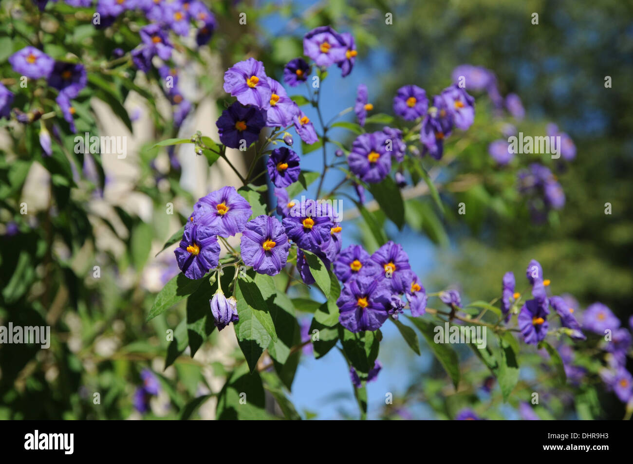 Blaue Kartoffel Busch Stockfoto