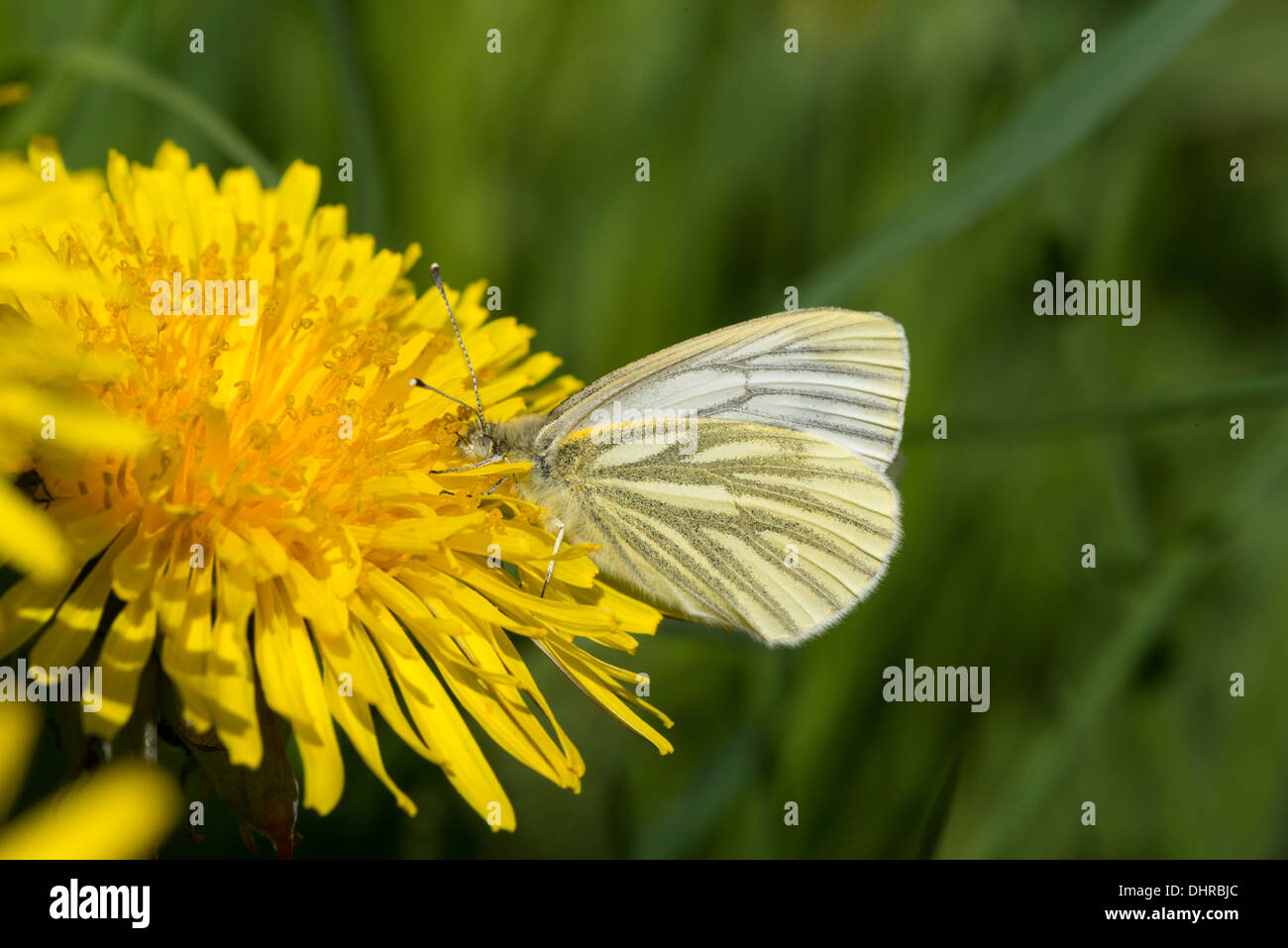Grün-veined weiß Schmetterling (Pieris Napi) auf Blume Löwenzahn Stockfoto
