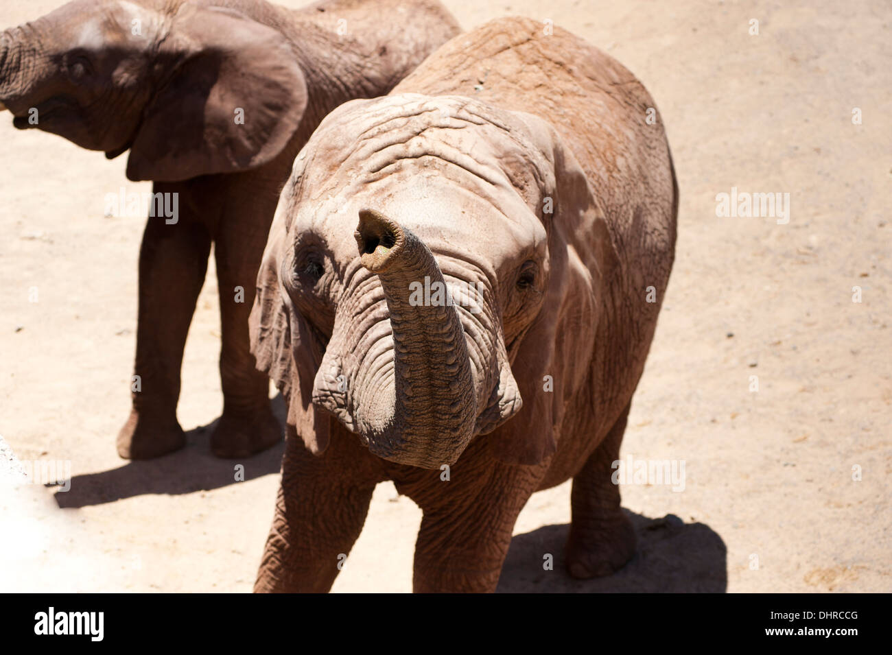 Elefanten mit angehobenen Stamm von oben geschossen. Stockfoto