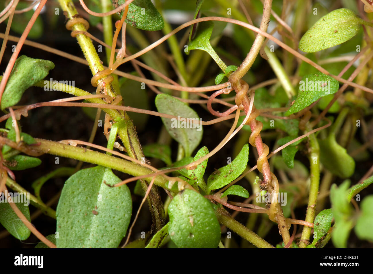 Europäischen dodder, Cuscuta Europaea, eine parasitische Pflanze auf eine Herde Thymian Pflanze in einen Topf Stockfoto