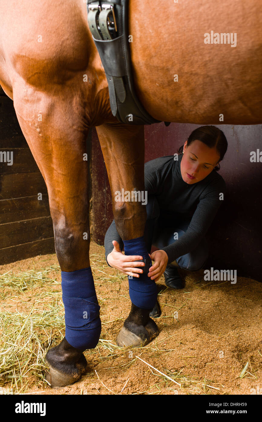 Frau installiert Bandagen für das Pferd im stall Stockfoto