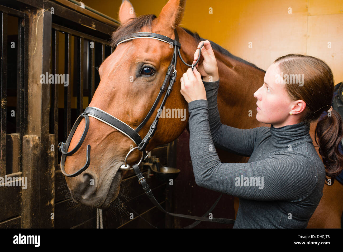 Frau Zaum ein Pferd im stall Stockfoto
