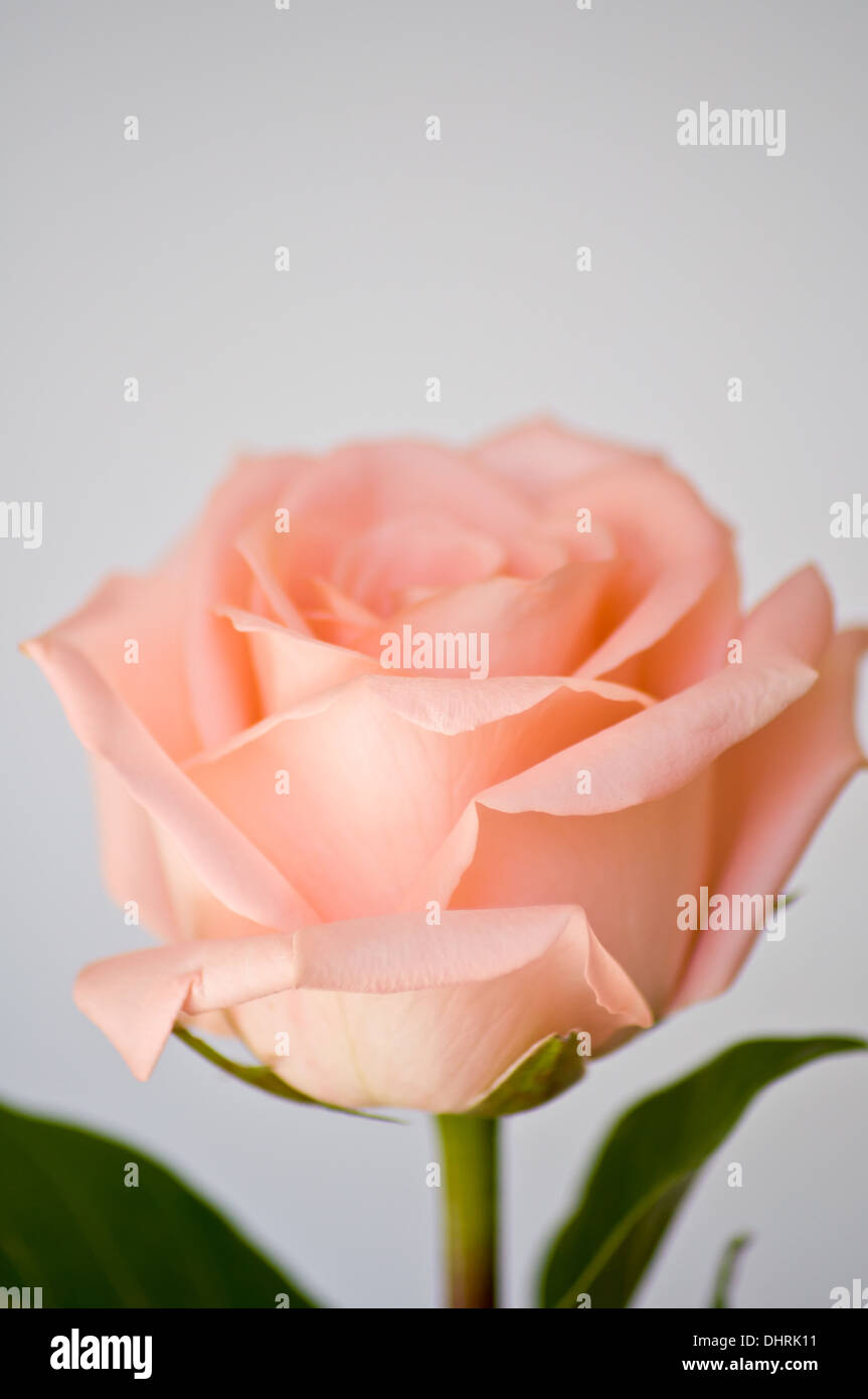 Nahaufnahme von Orange rose für Hintergrund Stockfoto