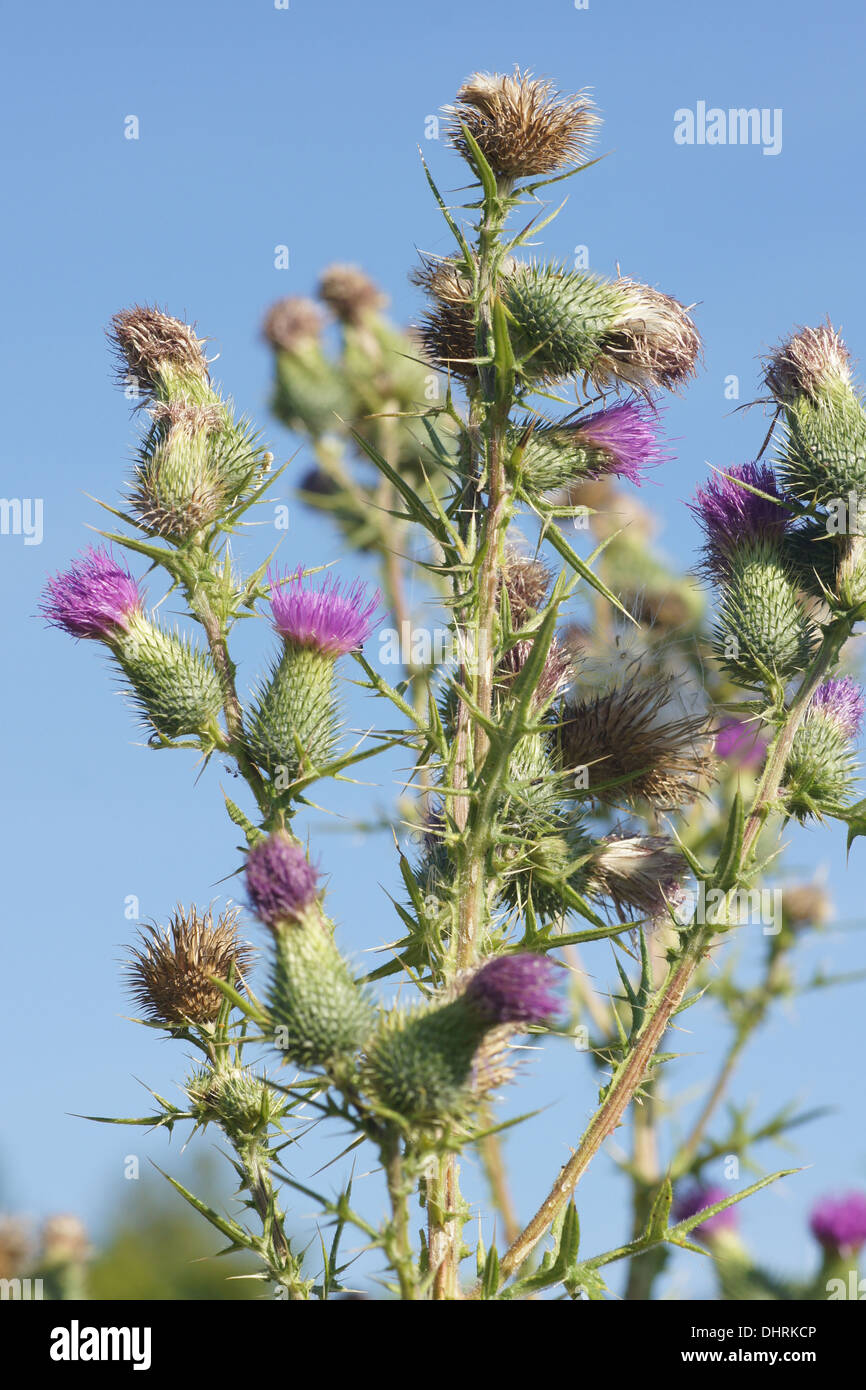 Blaue distel Fotos und Bildmaterial in hoher Auflösung Alamy