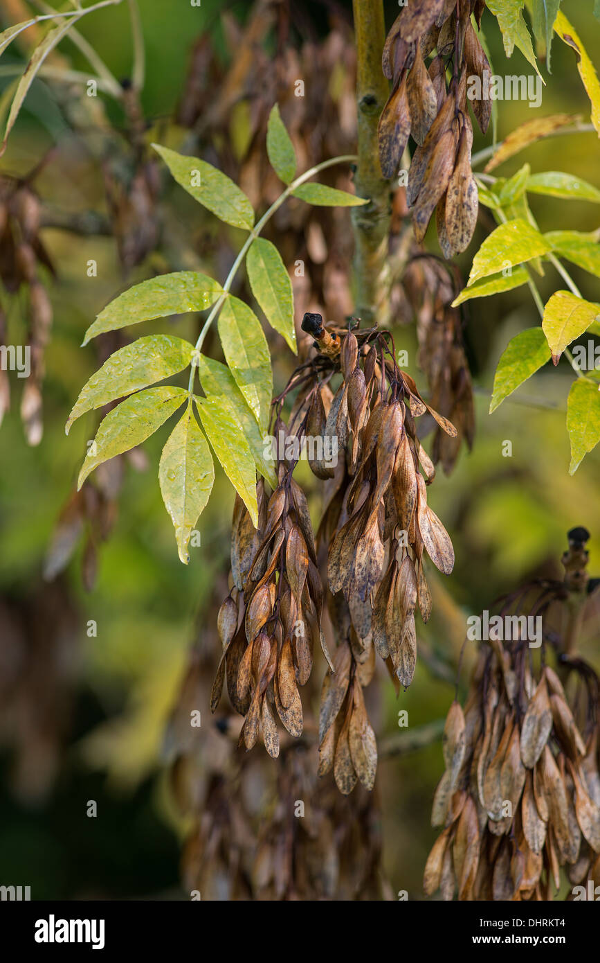 Asche: Fraxinus Excelsior. Blätter und Samen "Schlüssel". Surrey, England Stockfoto