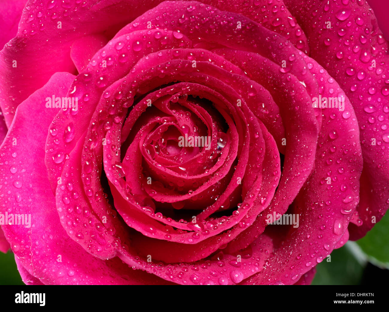 Makro einer rosa Rose Stockfoto