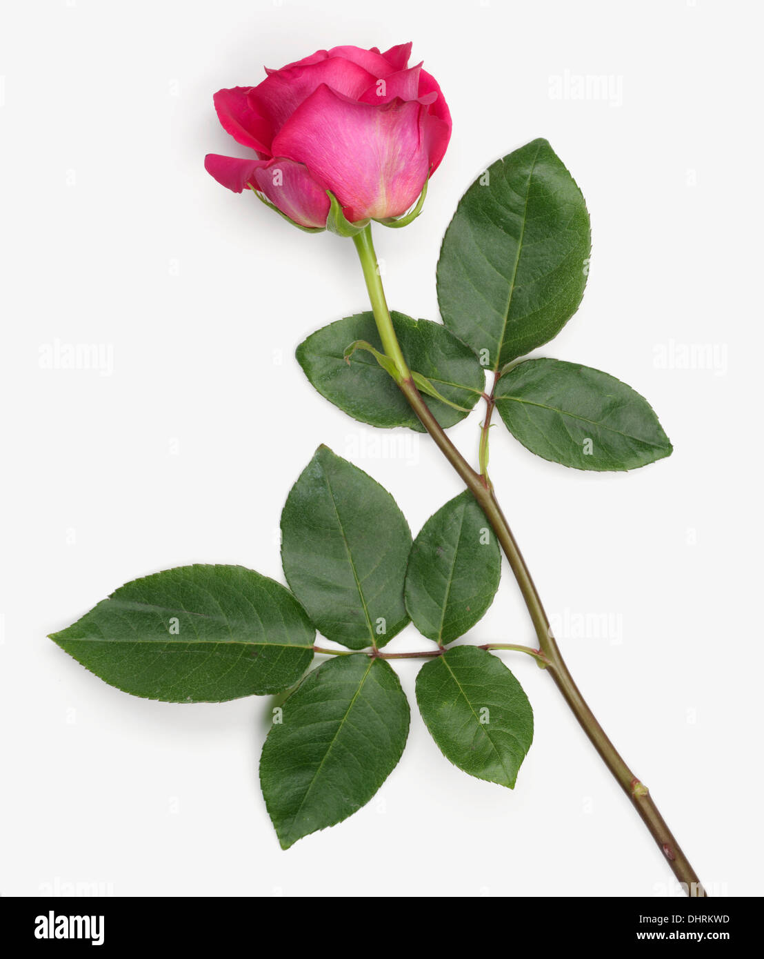 Lange rosa Rose auf einem grauen Hintergrund Stockfoto