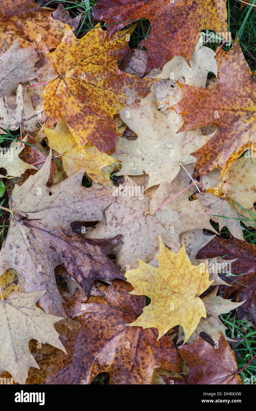 Ahorn-Blätter (Acer SP.) im Herbst. Stockfoto