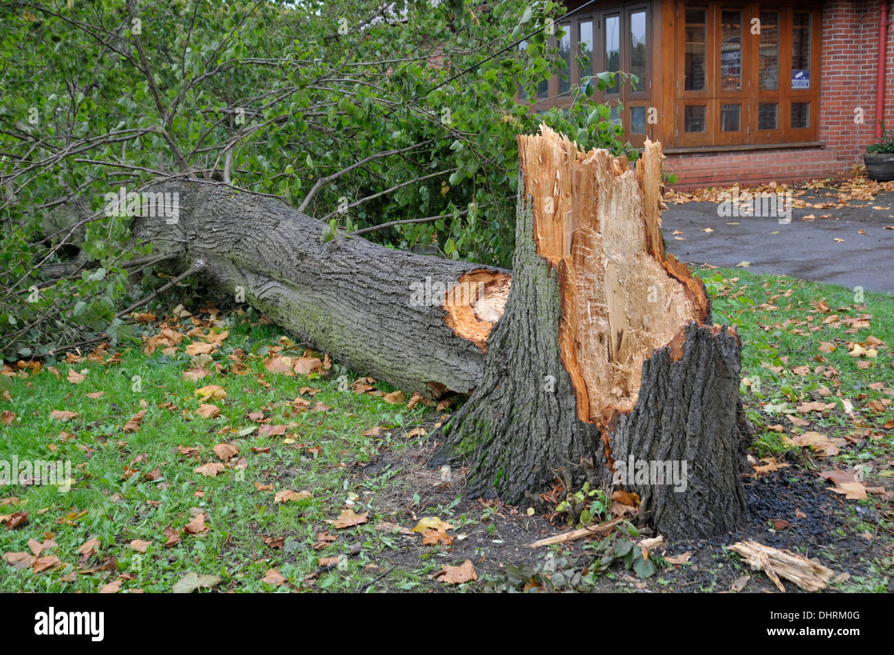 Baum im Sturm, November 2013 umgeweht. Ashtead, Surrey Stockfoto