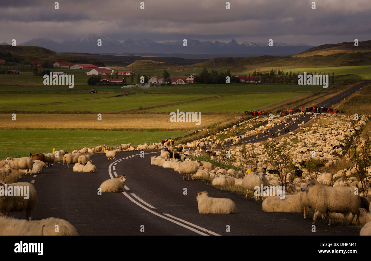 Schafe sind auf einer Straße nahe Flúðir in Island, 12. September 2013 gehört. (Adrien Veczan) Stockfoto