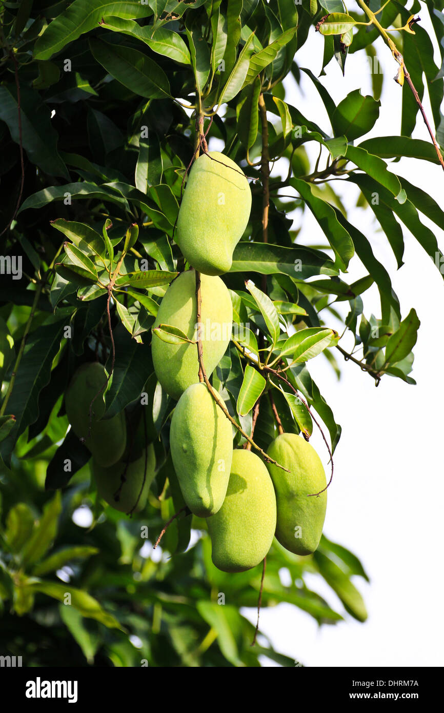 Mangobaum in am Nachmittag Tageslicht. Stockfoto