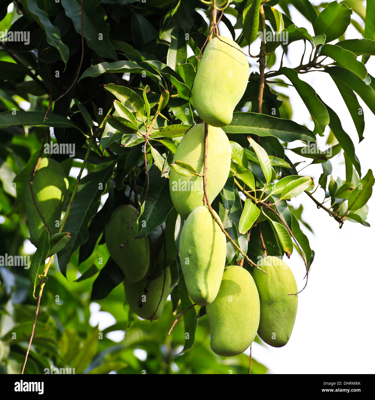 Mangobaum in am Nachmittag Tageslicht. Stockfoto