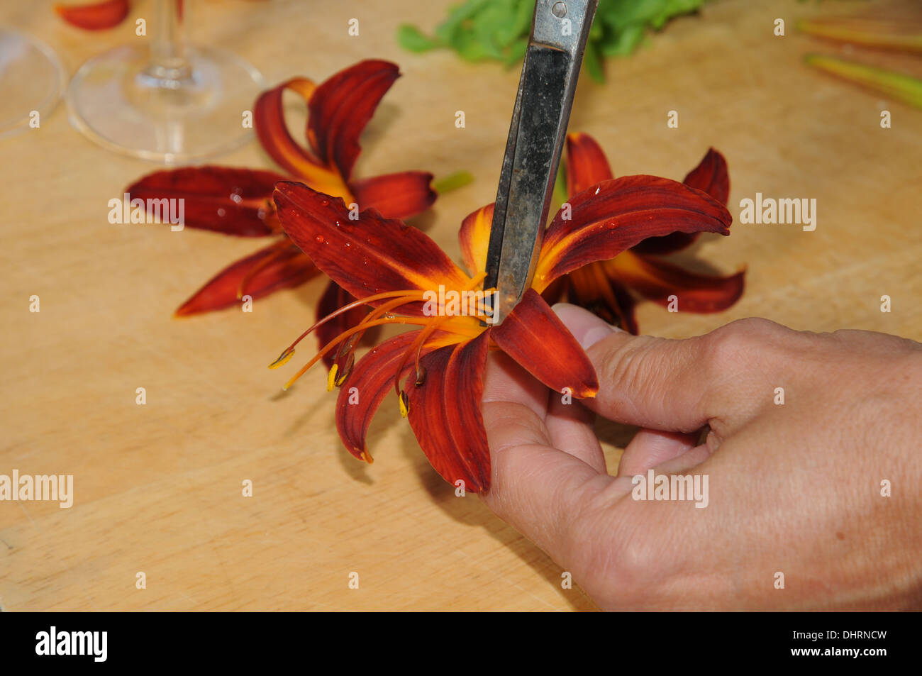 Taglilien, Fingerfood vorbereiten Stockfoto