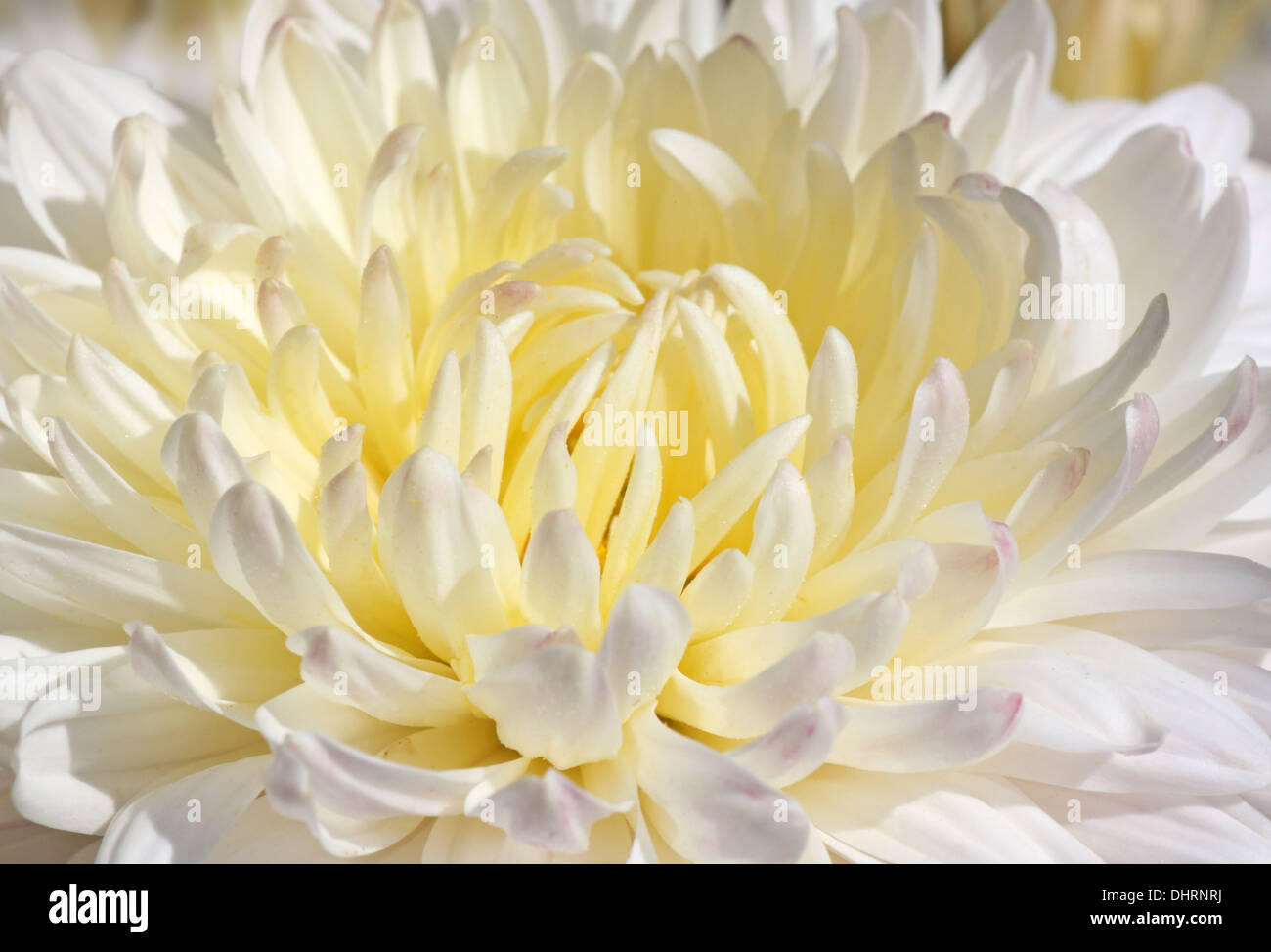 Nahaufnahme von weiße Chrysantheme Stockfoto