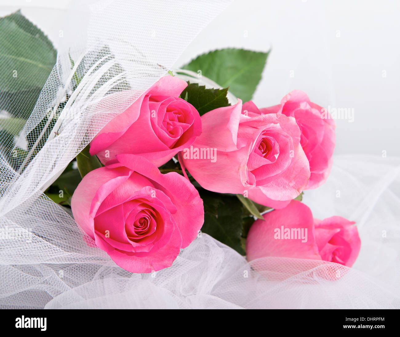 Rosa rose, rosa Blüte stieg in warmem Grau hinterlegt, rose isoliert in grauem Hintergrund schließen, Zusammensetzung, Valentinstag Stockfoto