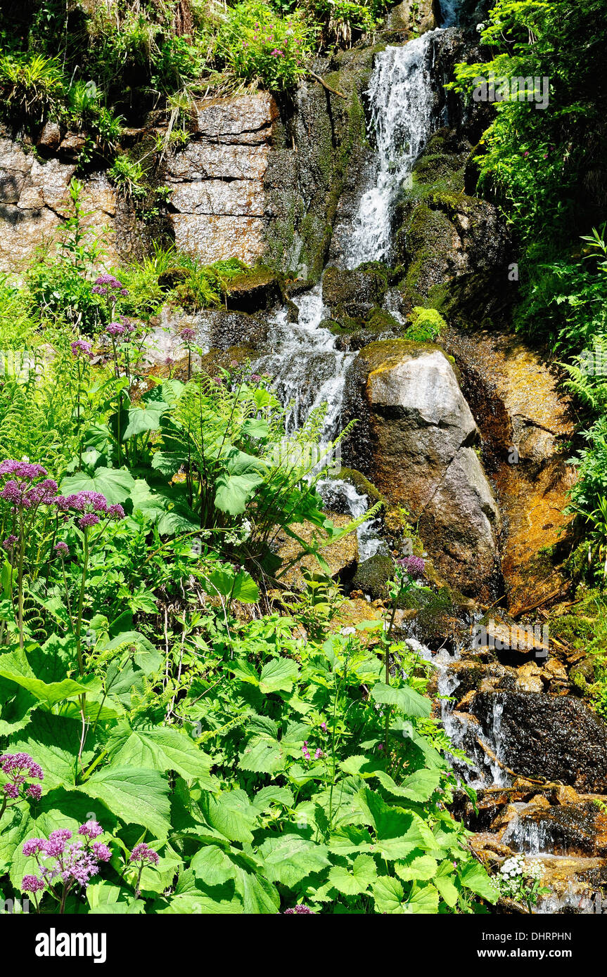 Bergbach im Schwarzwald Deutschland Stockfoto