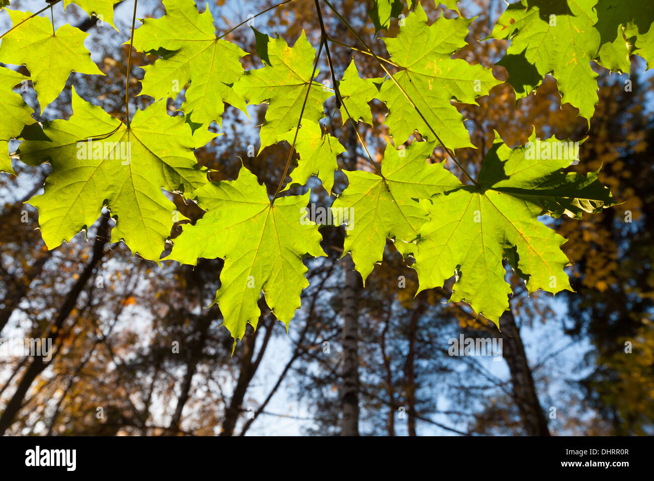 Grüne Ahorn-Baum-Blätter Stockfoto