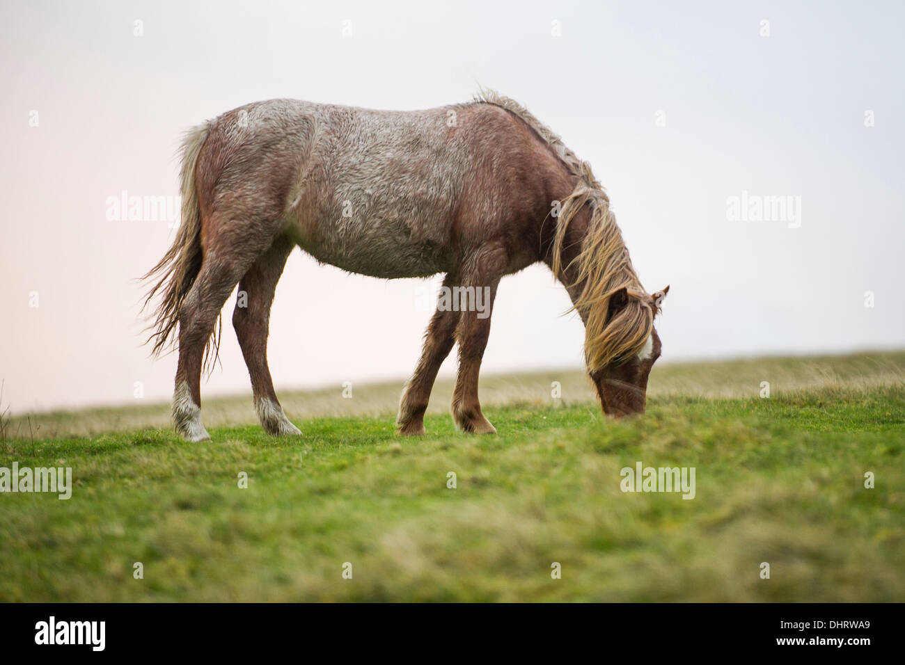 Eine wilde Welsh Mountain Pony in der Nähe von Black Mountain des Brecon-Beacons-Nationalpark, Wales, UK Stockfoto