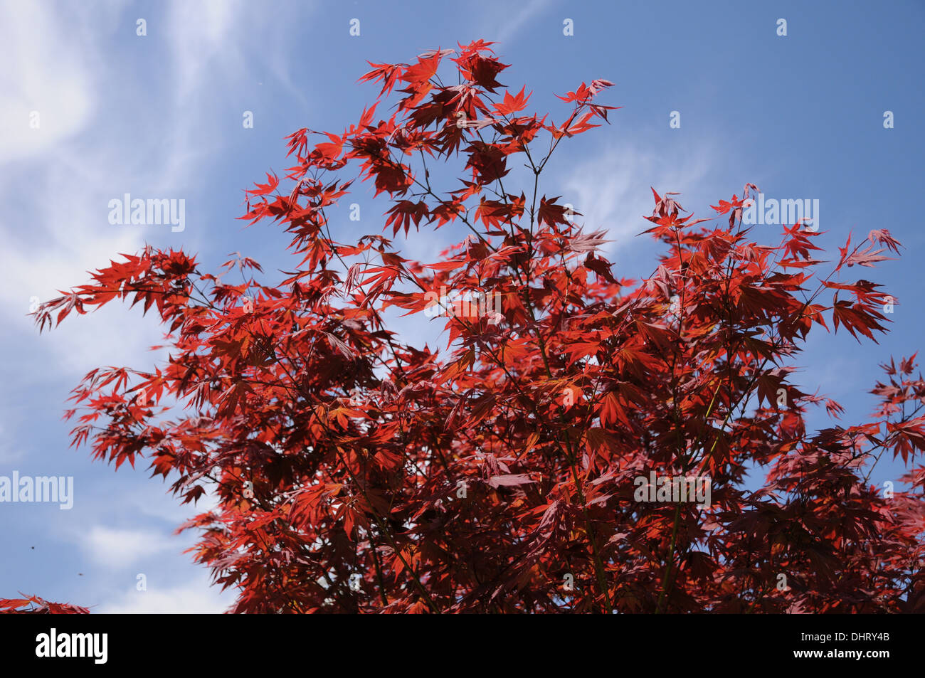 Japanischer Ahorn Stockfoto