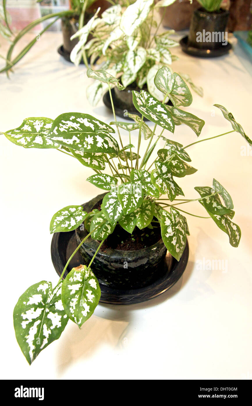 Das Bild Fokus Caladium in kleinen Topf und schöner Baum. Stockfoto