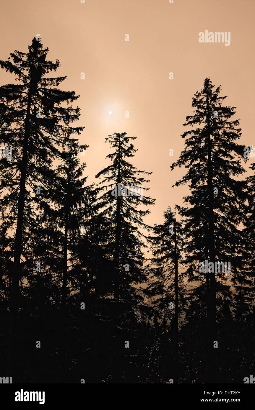 im Schwarzwald in das gelbe Licht Stockfoto
