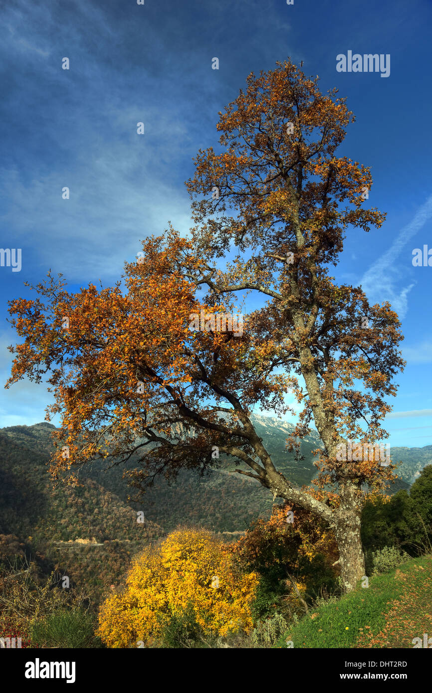 Ein Baum mit Winterfarben in der Nähe von Dimitsana in Arcadia, Peloponnes, Griechenland. Stockfoto