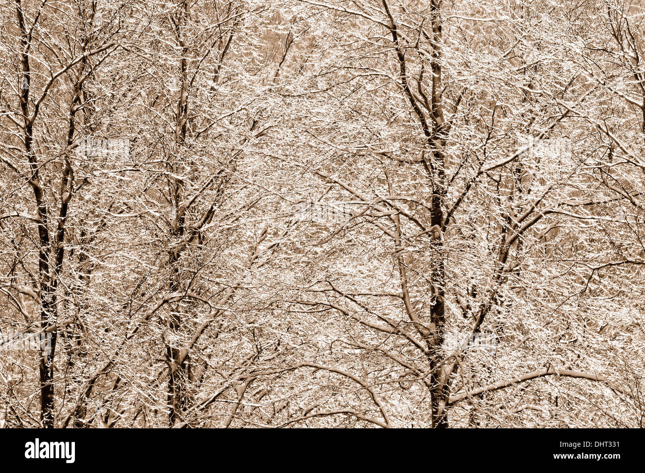 Schnee und Eis in Buche Wald sepia Stockfoto