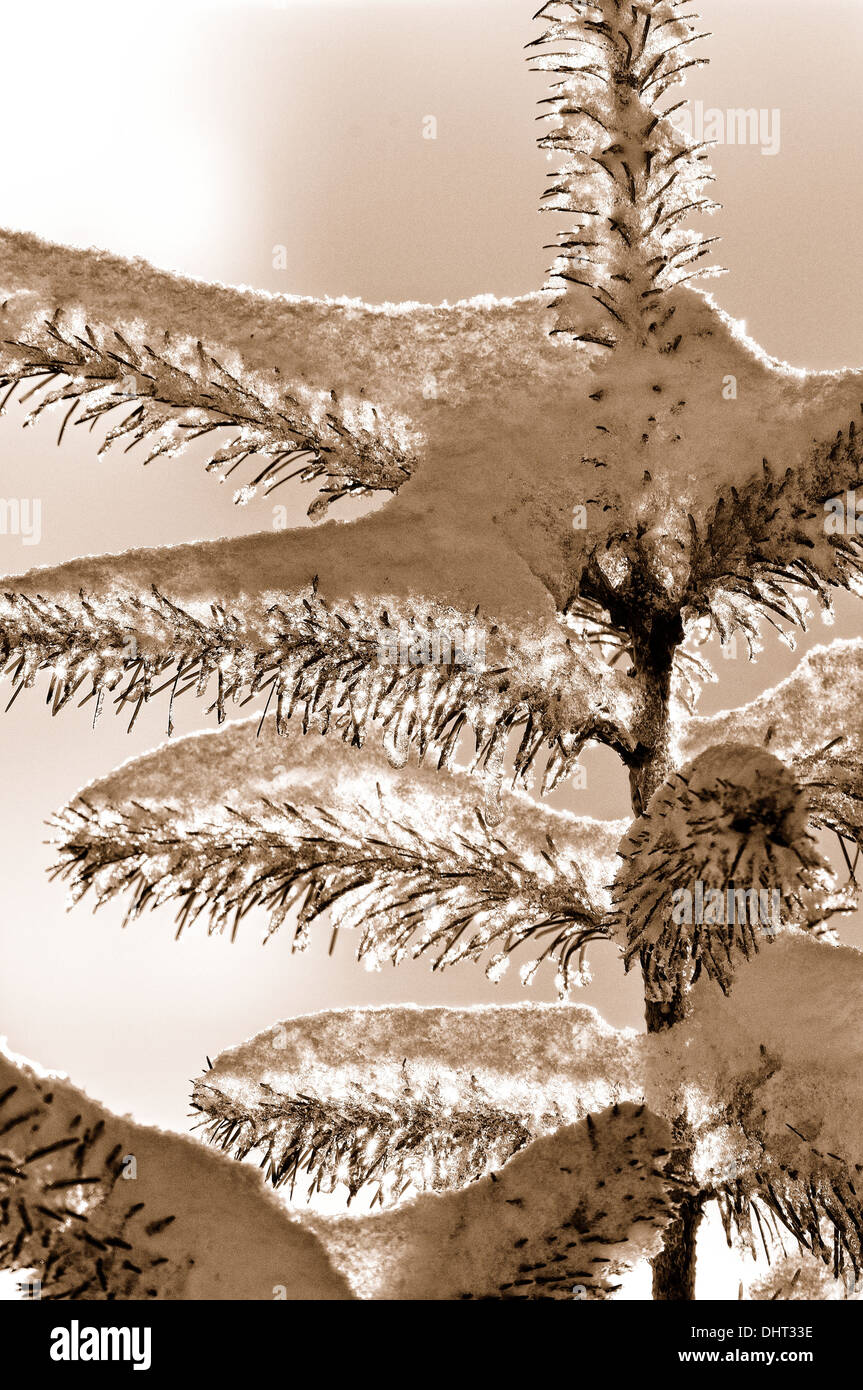 Tanne oben mit Schnee und Sonne sepia Stockfoto