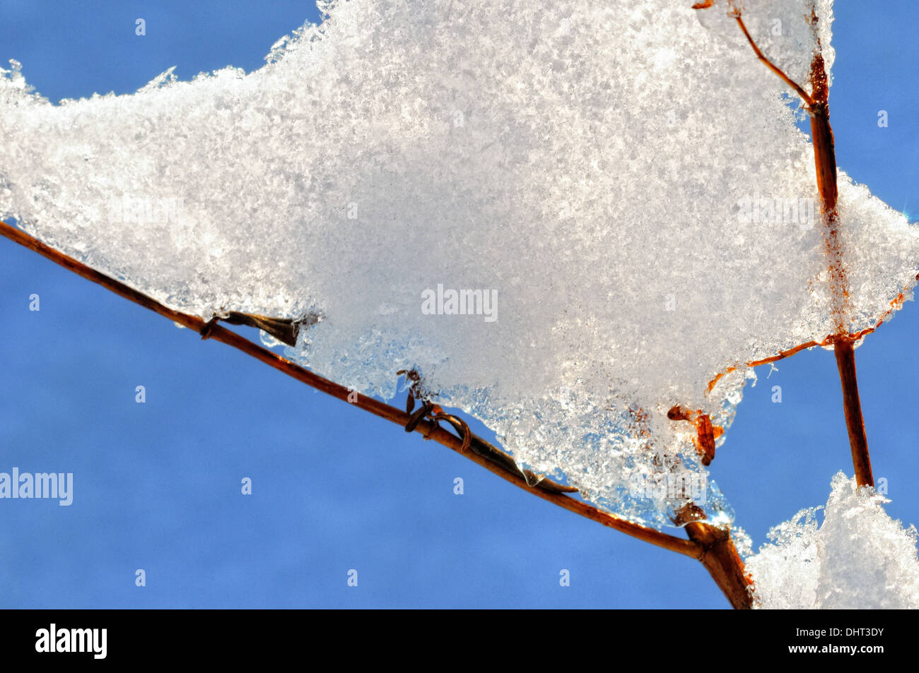 Schnee auf dem Ast gefroren Stockfoto
