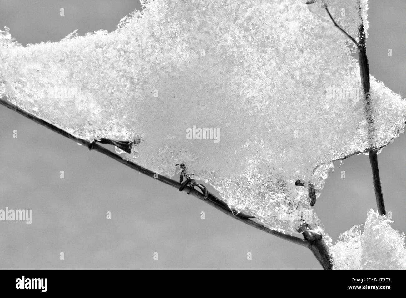 Gefrorenen Schnee auf Zweig schwarz und weiß Stockfoto