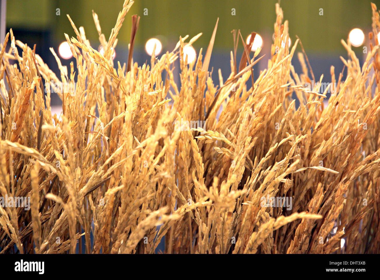 Der Bild-Reis sind Körner zu produzieren. Stockfoto