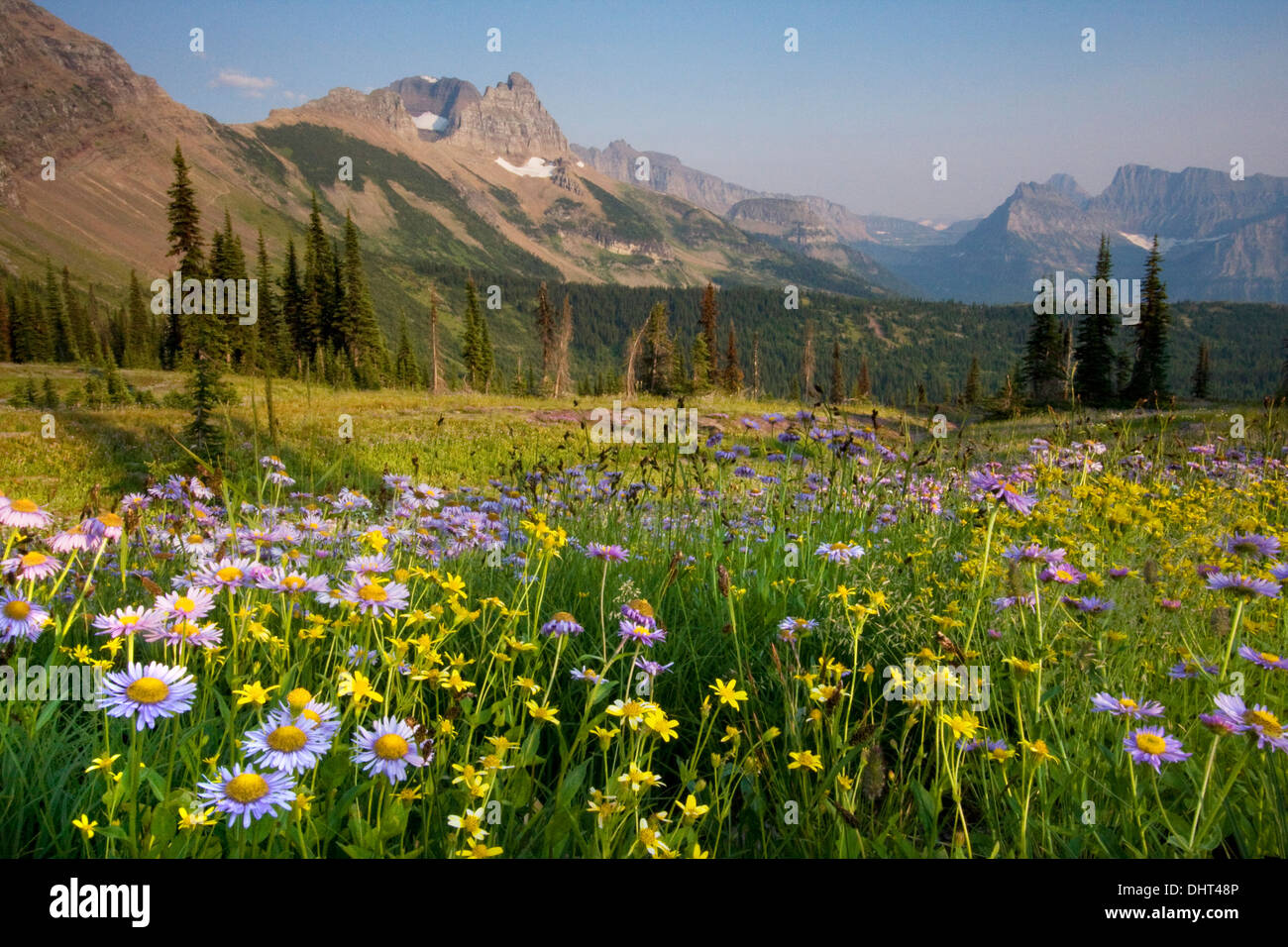 Blumenwiesen im Granite Park unter The Garden Wall im Glacier National Park, Montana. Stockfoto
