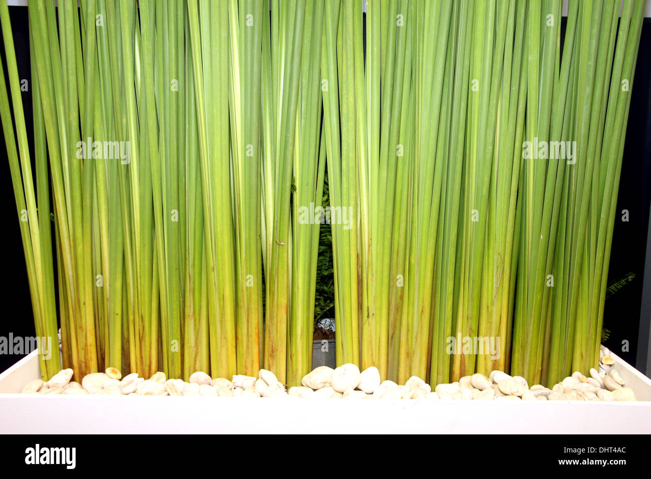 Die Bild-Stiele grüner Pflanzen. Stockfoto