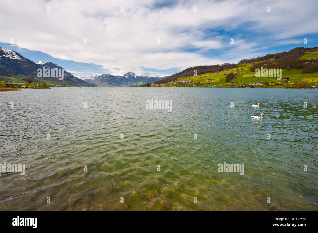 Zwei Schwäne Stockfoto Zwei Schwäne Stockfoto