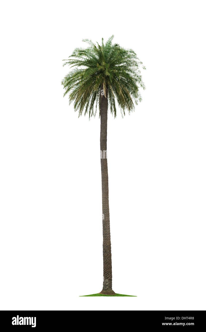 schöne hohe Kokospalme isoliert auf weißem Hintergrund Stockfoto