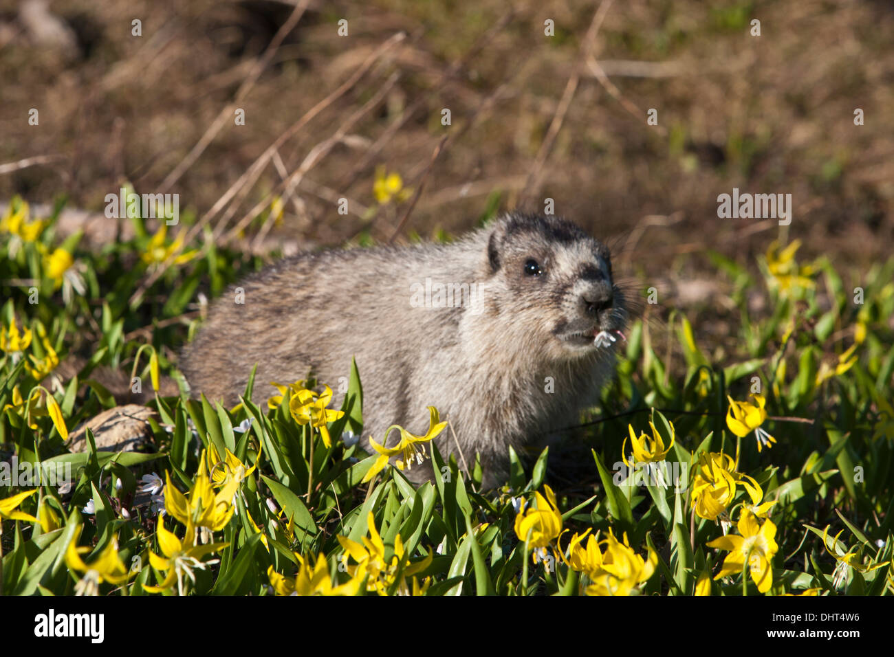 Hoary Marmot speist auf Lawine Lilien am Logan Pass, Glacier National Park, Montana. Stockfoto