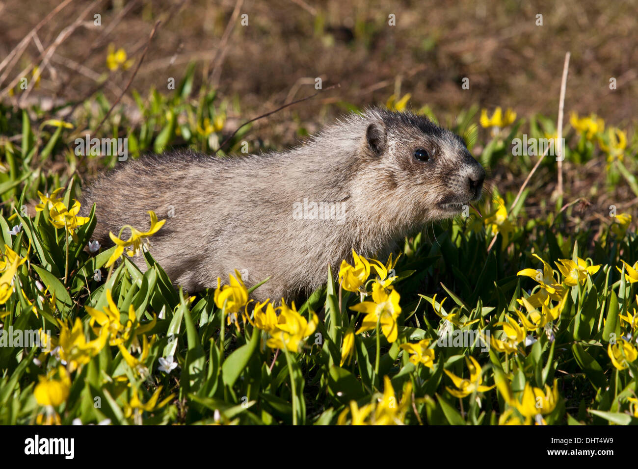 Hoary Marmot speist auf Lawine Lilien am Logan Pass, Glacier National Park, Montana. Stockfoto