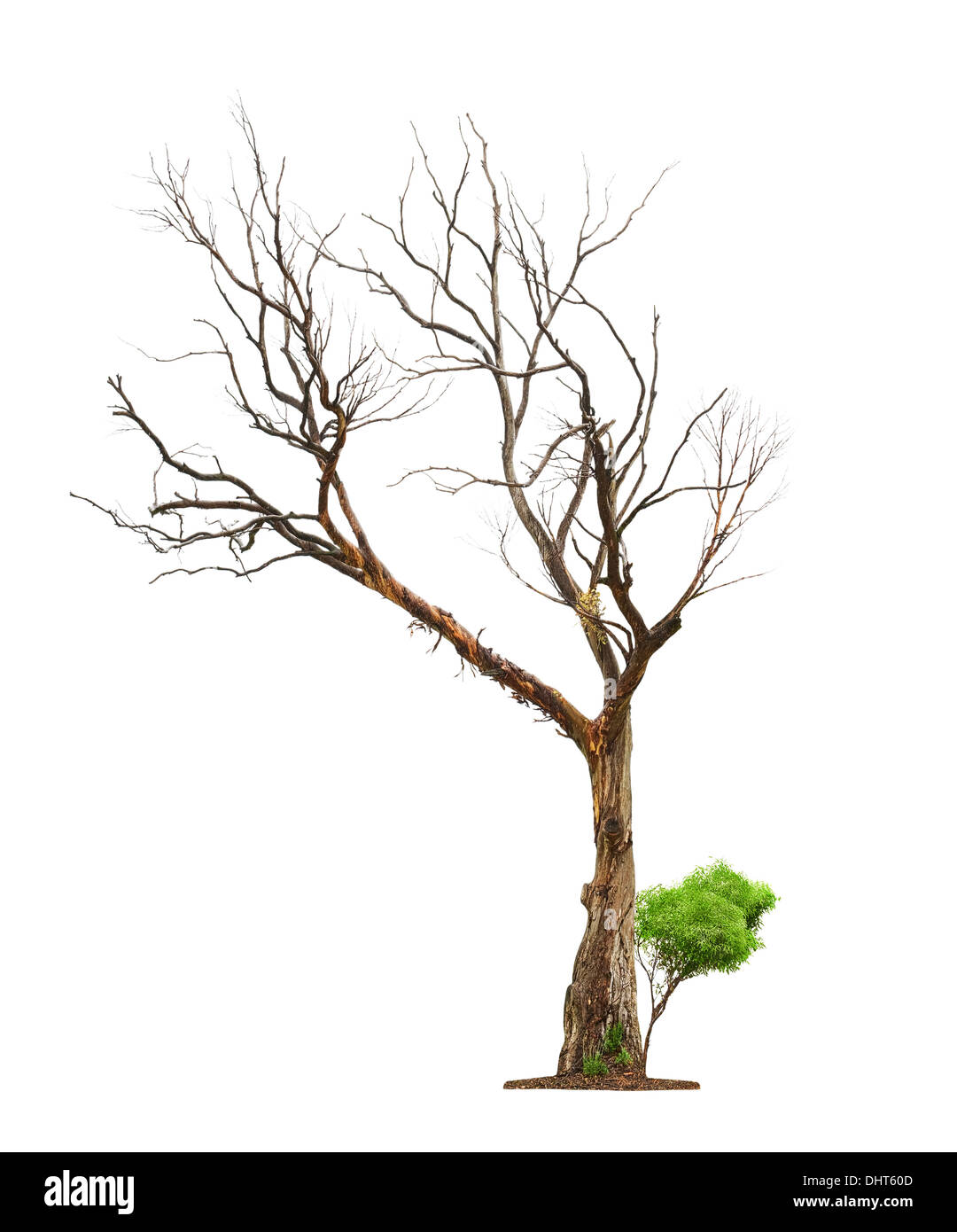 Alte und abgestorbene Baum und jungen schießen aus einer Wurzel isoliert auf weißem Hintergrund. Konzept-Tod und Leben-Revival. Stockfoto
