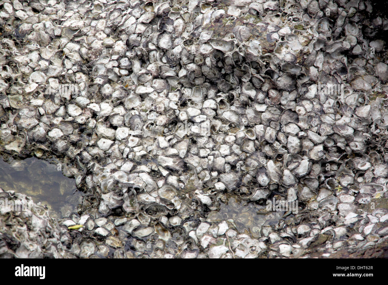 Der Bildhintergrund ist Austern sind eine Menge von Steinen am Meer. Stockfoto