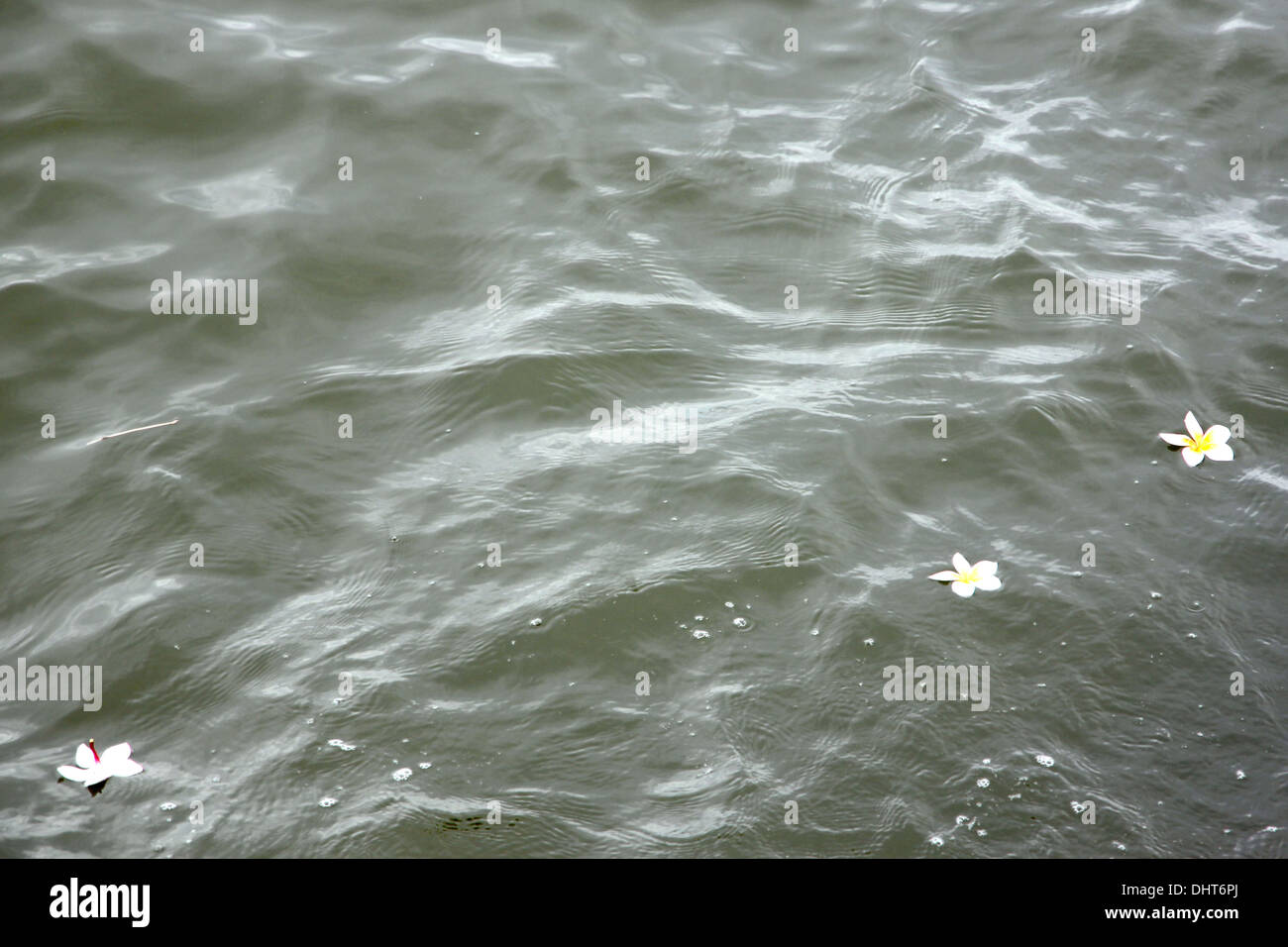 Bild Fokus Frangipani Blüten im oberen Wasser. Stockfoto