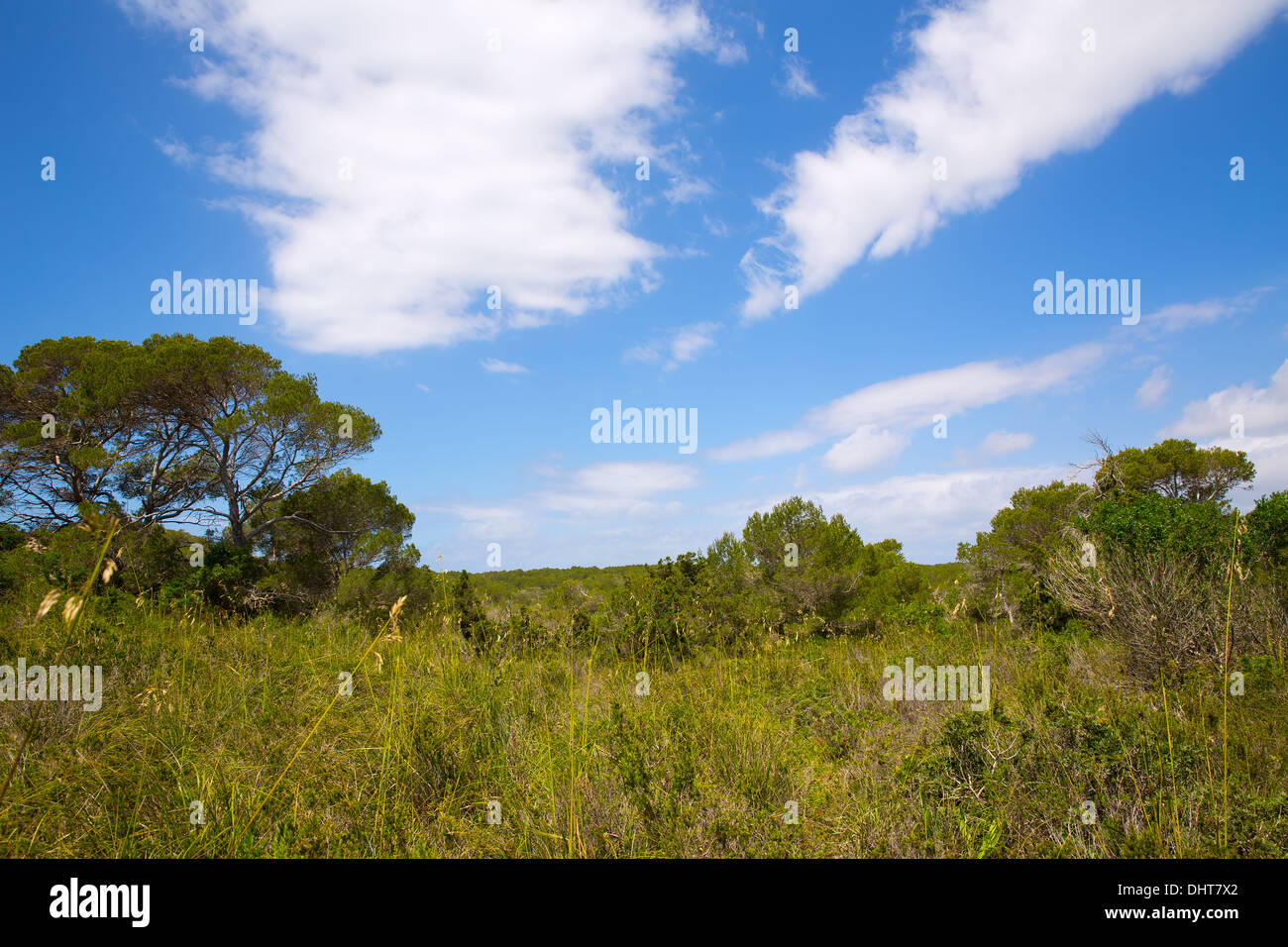 Mediterranen Waldlandschaft auf Menorca in der Nähe von Cala Macarella auf den Balearischen Inseln Stockfoto