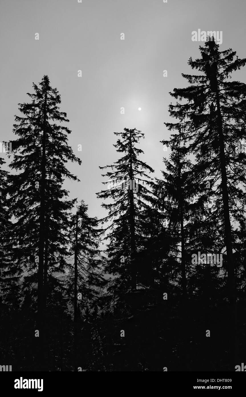 Nadelwald in hell und schwarz Stockfoto