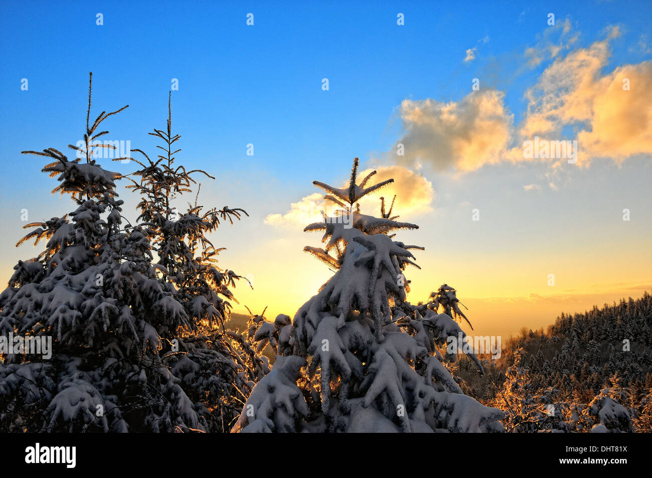 Winter im Sonnenlicht und Tanne Wald Stockfoto