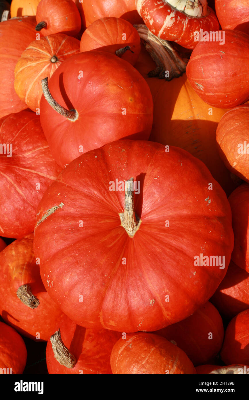 Kürbisse "Zwiebel", Cucurbita Pepo, Cucurbitaceae. Aka Kürbis, Kürbis, Kürbis. Stockfoto
