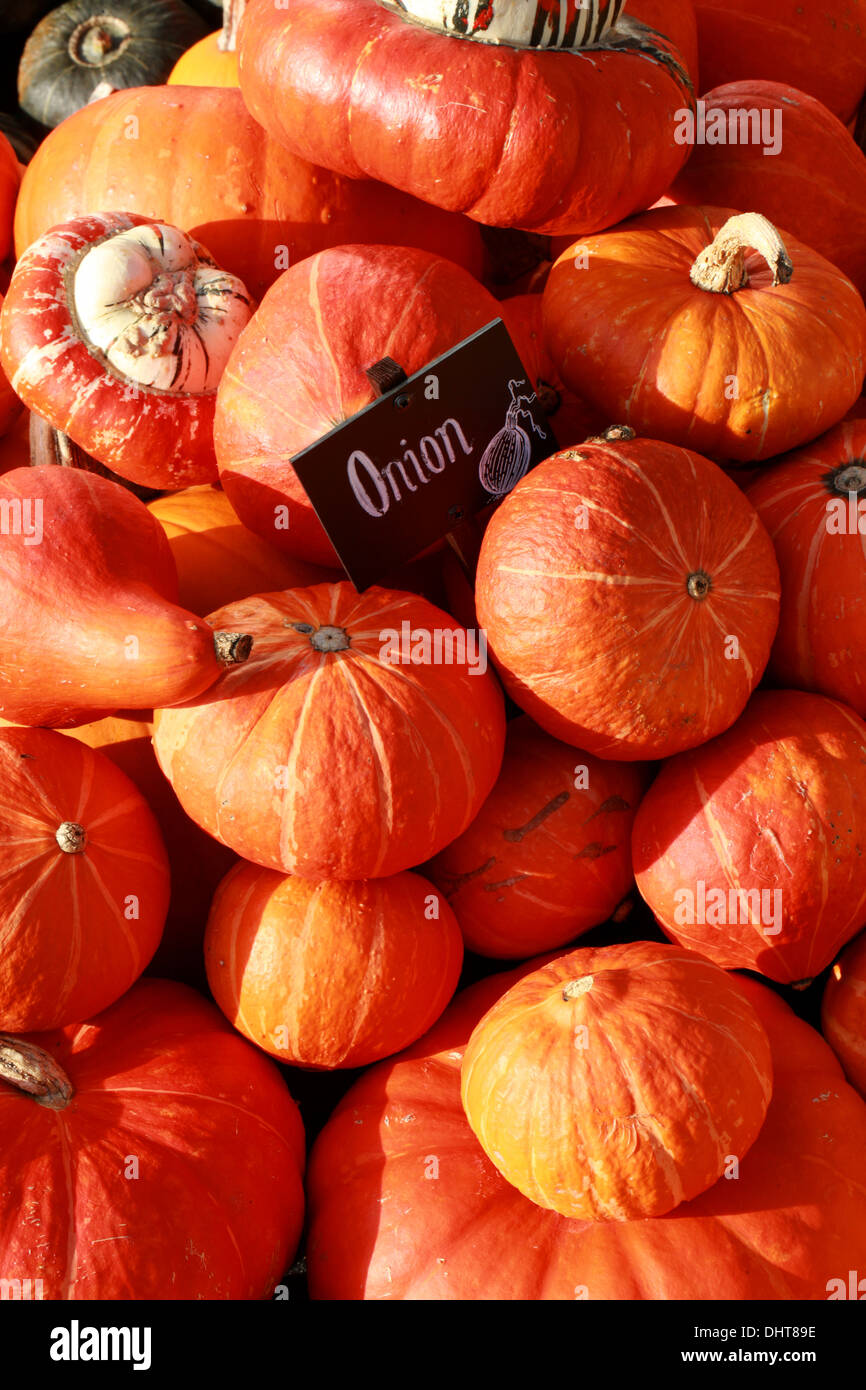 Kürbisse "Zwiebel", Cucurbita Pepo, Cucurbitaceae. Aka Kürbis, Kürbis, Kürbis. Stockfoto